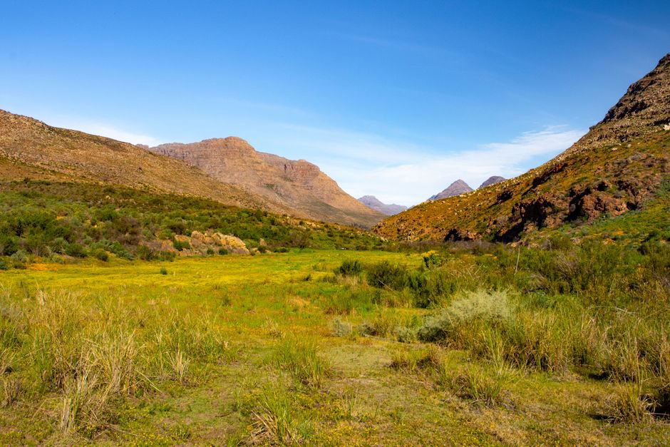 Arbustes de rooibos dans le paysage du Cederberg