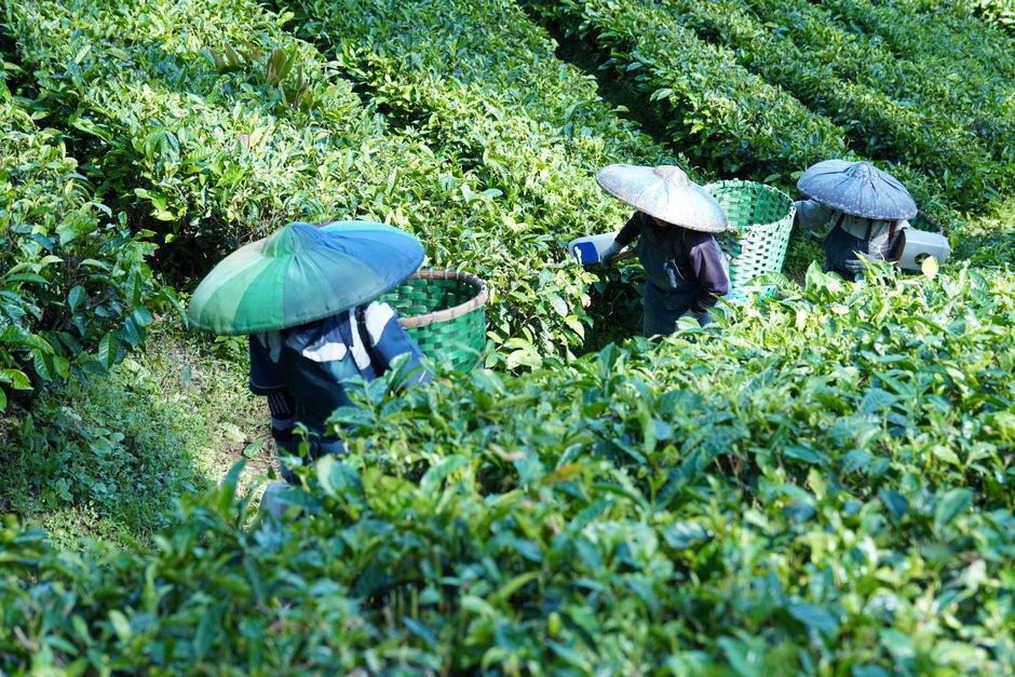 Cueillette de jeunes pousses dans une plantation taïwanaise