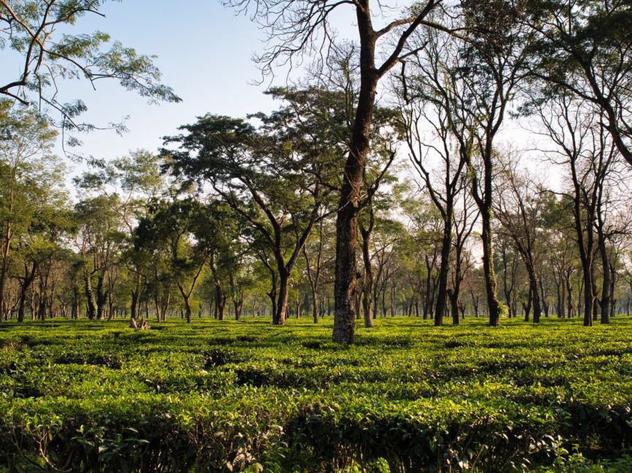 Cueillette des jeunes feuilles dans un jardin d’Assam